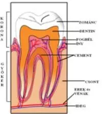 emberi fog felépítése