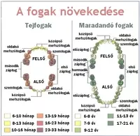 fogak növekedése