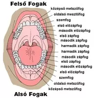 fogak számozása 